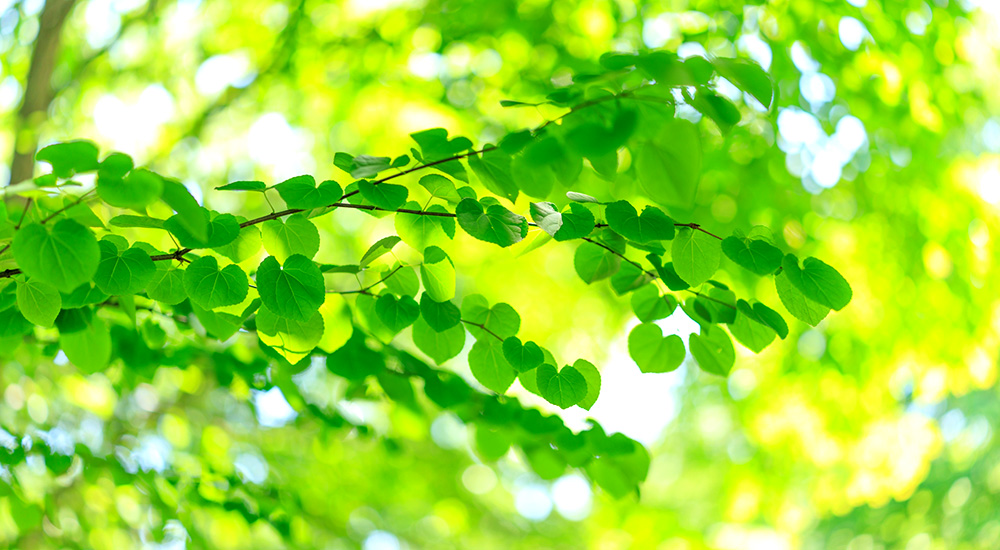 特定商取引法表示